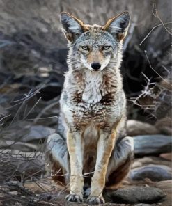 Grey Coyote paint by number