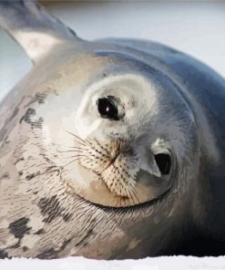 Harbor Seal Antartica paint by numbers