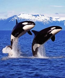Killer Whales paint by number
