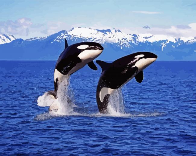 Killer Whales paint by number