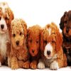 Labradoodle Puppies paint by numbers