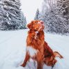 New Scotia Duck Tolling Retriever In Snow paint by numbers