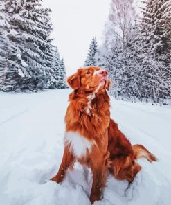 New Scotia Duck Tolling Retriever In Snow paint by numbers