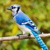 North American Blue Jay paint by number