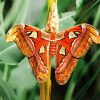 Atlas Moth Paint by number