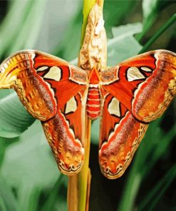 Atlas Moth Paint by number