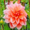 Peachy Dahlia Flower paint by numbers
