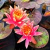Pink Waterlily paint by numbers