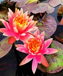 Pink Waterlily paint by numbers