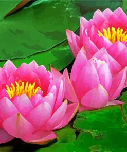 Pink Water lilly paint by numbers