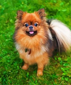 Pomeranian Dog paint by number