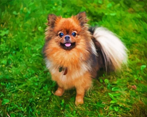 Pomeranian Dog paint by number