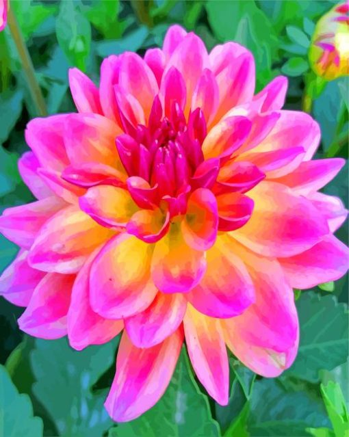 Purple Dahlia paint by numbers