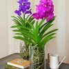 Purple And Pink Vanda Flowers paint by number