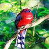 Red Trogon paint by number