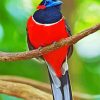 Red Trogon Bird Animal paint by number