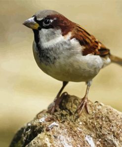 Sparrow paint by number