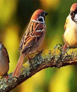 Sparrows Birds paint by number