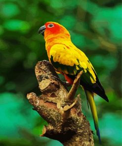 Sun Conure paint by numbers