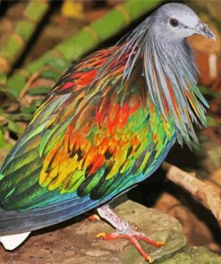 Tropical Pigeon Dove paint by number
