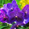 Vanda Orchid paint by number