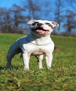 White Staffordshire Bull Terrier paint by number