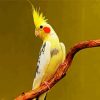 Yellow Cockatiel paint by numbers