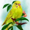 Yellow Budgerigar paint by number