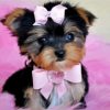 Yorkie Puppy paint by numbers
