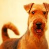 Airedale Terrier Animal paint by number
