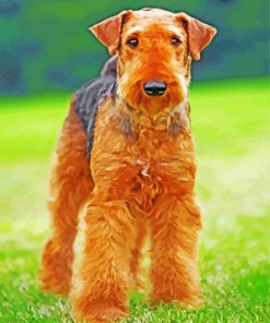 Airedale Terrier Brown Dog paint by number