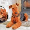 Airedale Terrier Dog paint by number