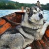 Alaskan Malamute Dog paint by number