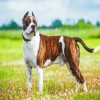 American Staffordshire Terrier paint by number