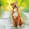 American Staffordshire Terrier paint by numbers
