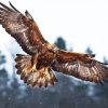 Aquila Eagle Bird paint by numbers
