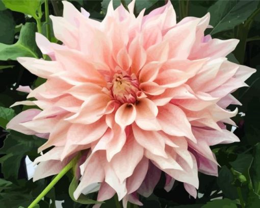 Baby Pink Dahlia paint by number