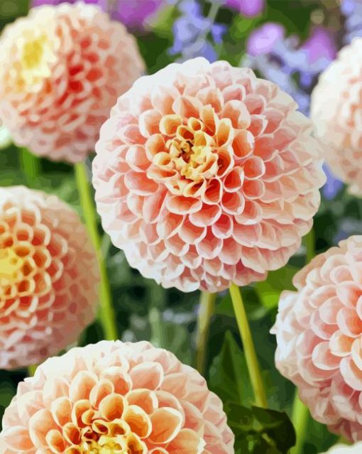 Baby Pink Dahlias paint by number