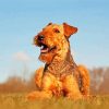 Beautiful Airedale Terrier paint by number