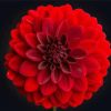 Beautiful Red Dahlia paint by number