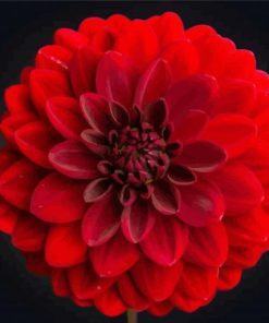 Beautiful Red Dahlia paint by number