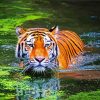 Bengal Tiger Swimming paint by number