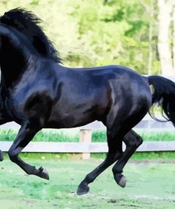 Black Morgan Horse paint by numbers