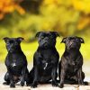 Black Staffies Dogs paint by number