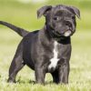 Black Staffordshire Bull Terrier Puppy paint by number
