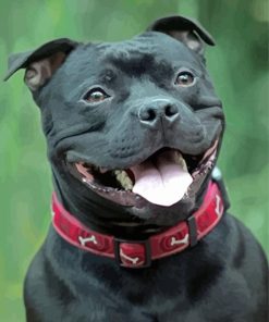 Black Staffordshire Bull Terrier Smiling paint by number