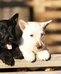 Black And White Scottish Terrier Dogs paint by numbers