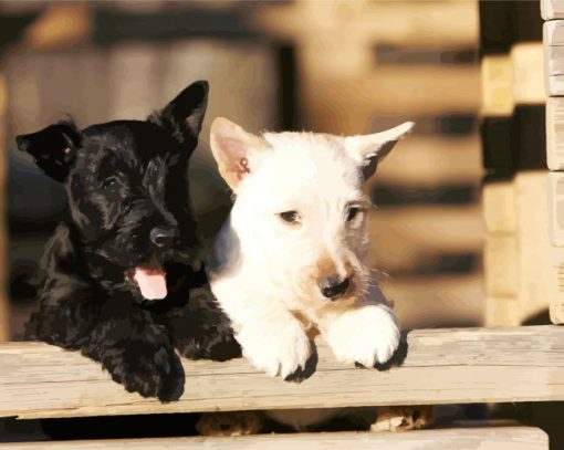 Black And White Scottish Terrier Dogs paint by numbers