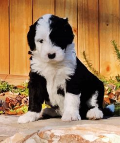 Black And White Sheepadoodle Dog paint by numbers