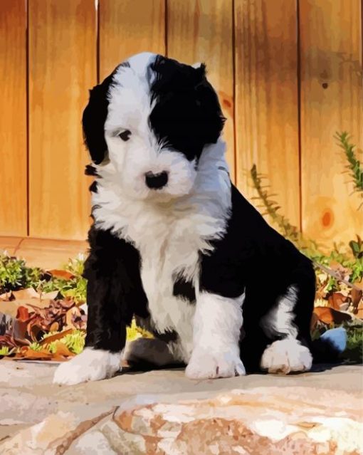 Black And White Sheepadoodle Dog paint by numbers